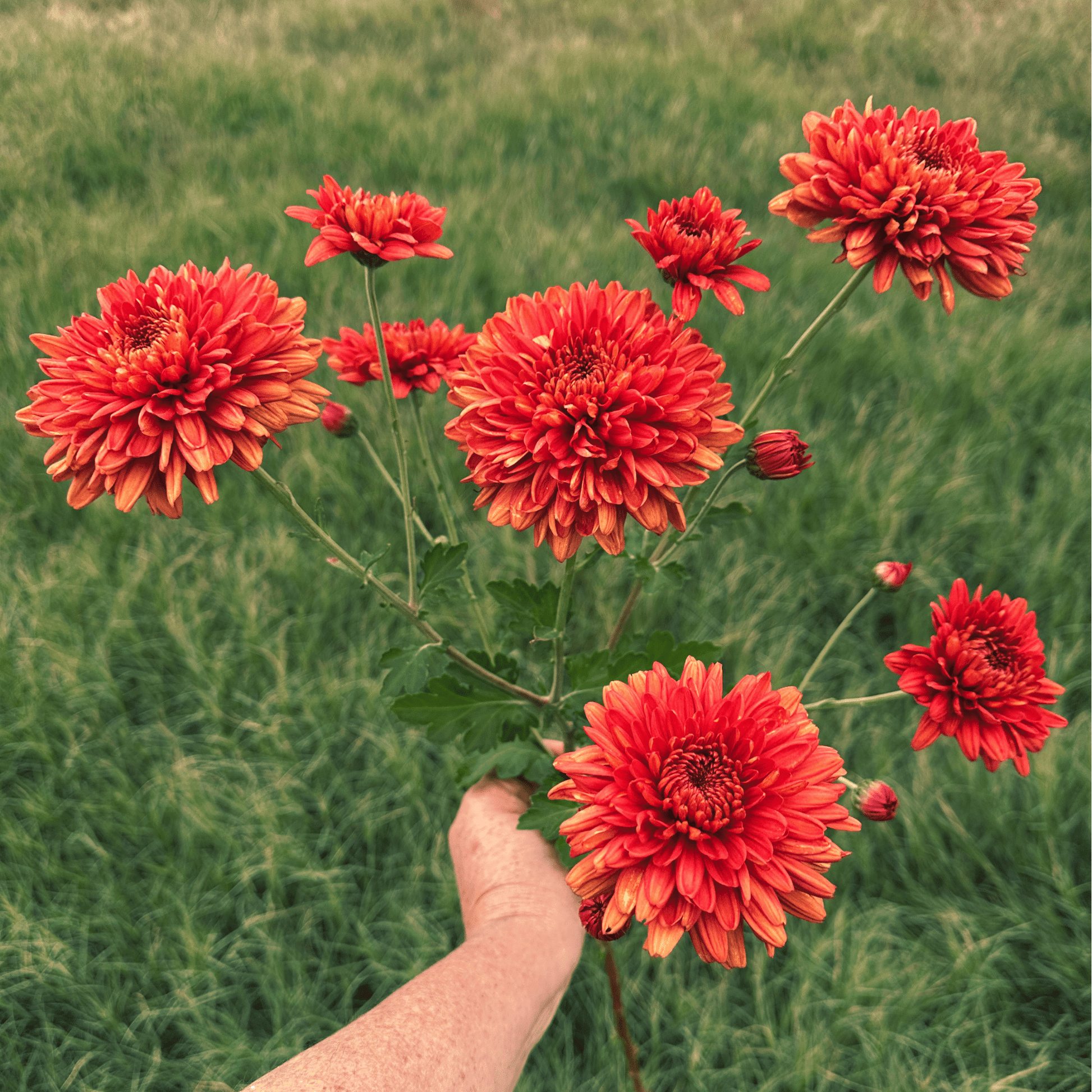 Crimson Ember Heirloom Chrysanthemum | South Africa - Love Dahlias - south - africa - flower - bulbs
