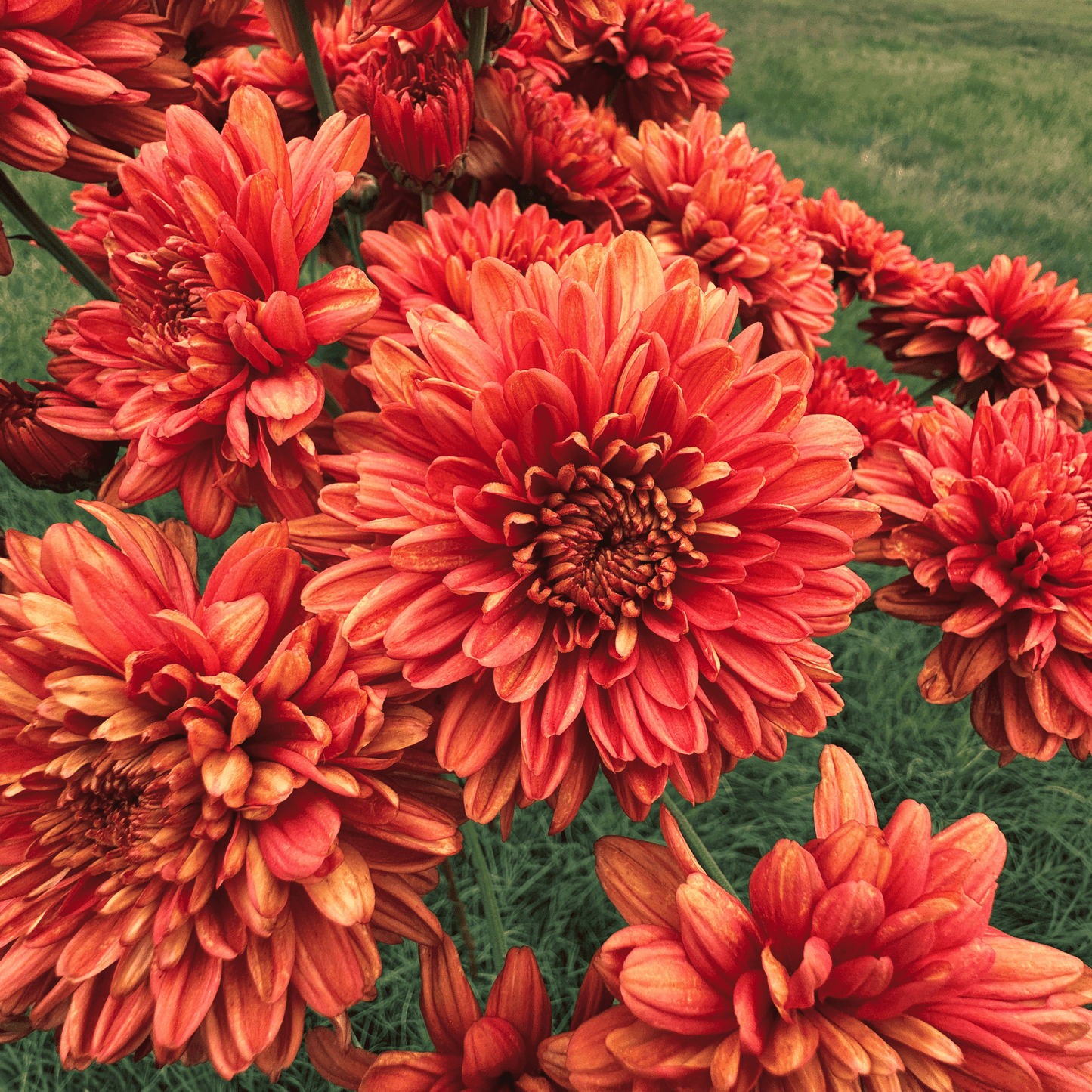 Crimson Ember Heirloom Chrysanthemum | South Africa - Love Dahlias - south - africa - flower - bulbs