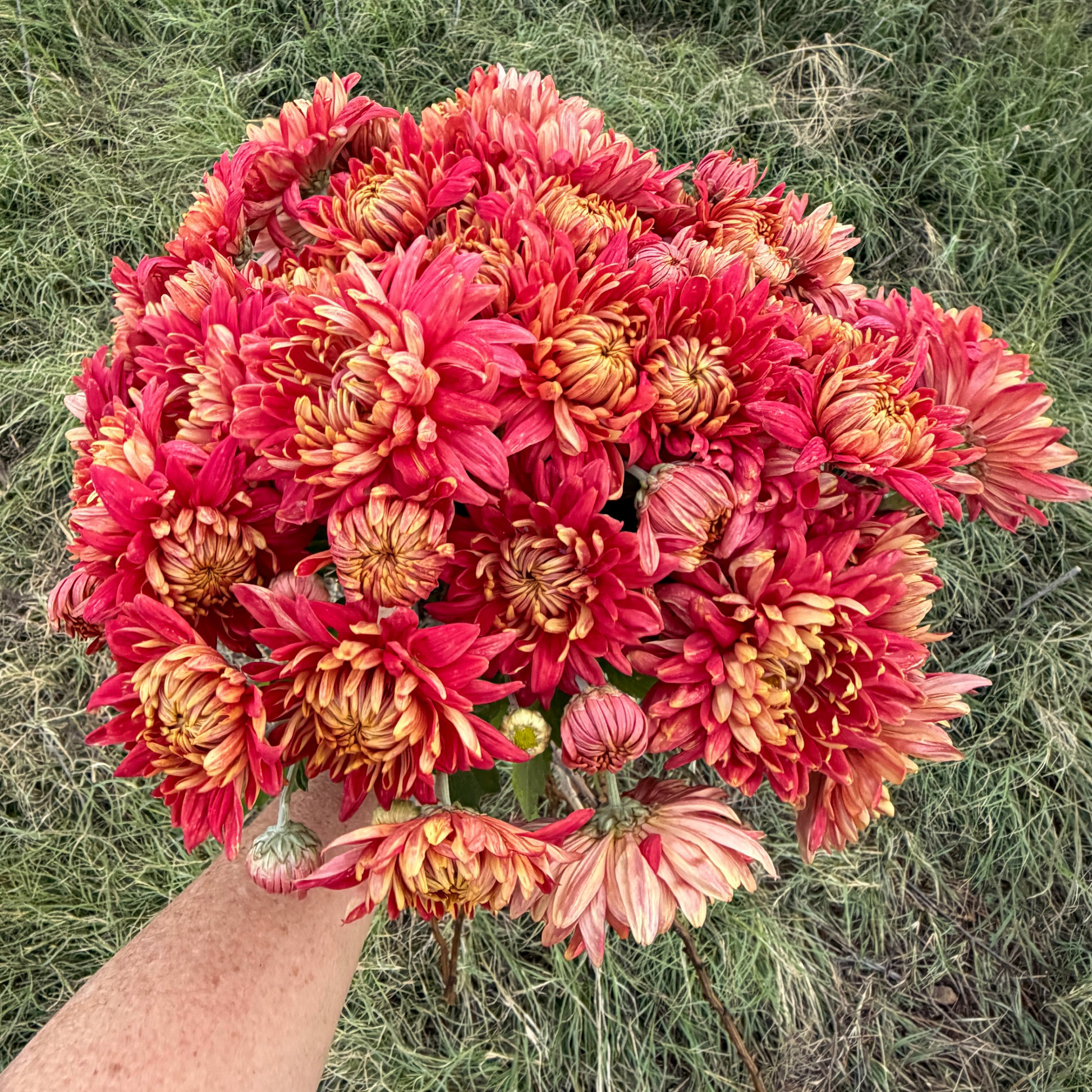 Crimson Tide Heirloom Chrysanthemum | South Africa - Love Dahlias - south - africa - flower - bulbs