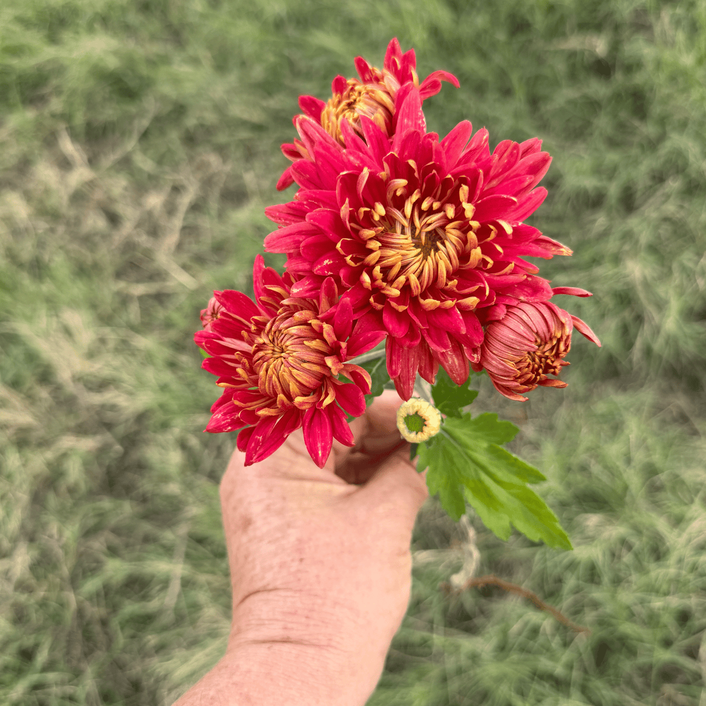 Crimson Tide Heirloom Chrysanthemum | South Africa - Love Dahlias - south - africa - flower - bulbs