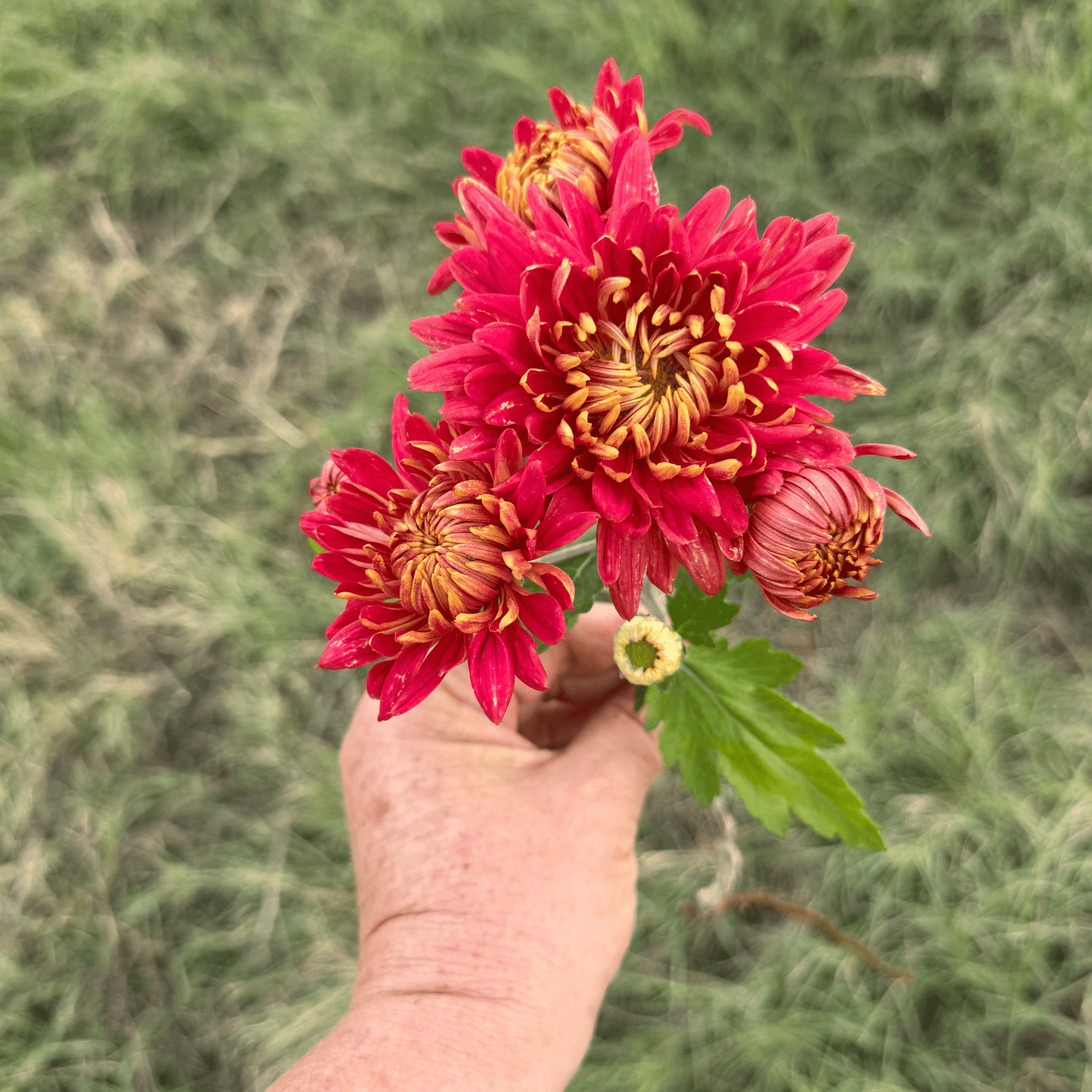 Crimson Tide Heirloom Chrysanthemum | South Africa - Love Dahlias - south - africa - flower - bulbs
