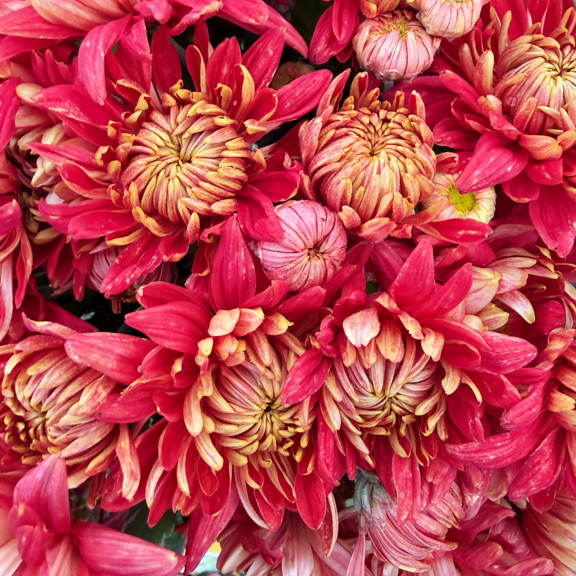 Crimson Tide Heirloom Chrysanthemum | South Africa - Love Dahlias - south - africa - flower - bulbs