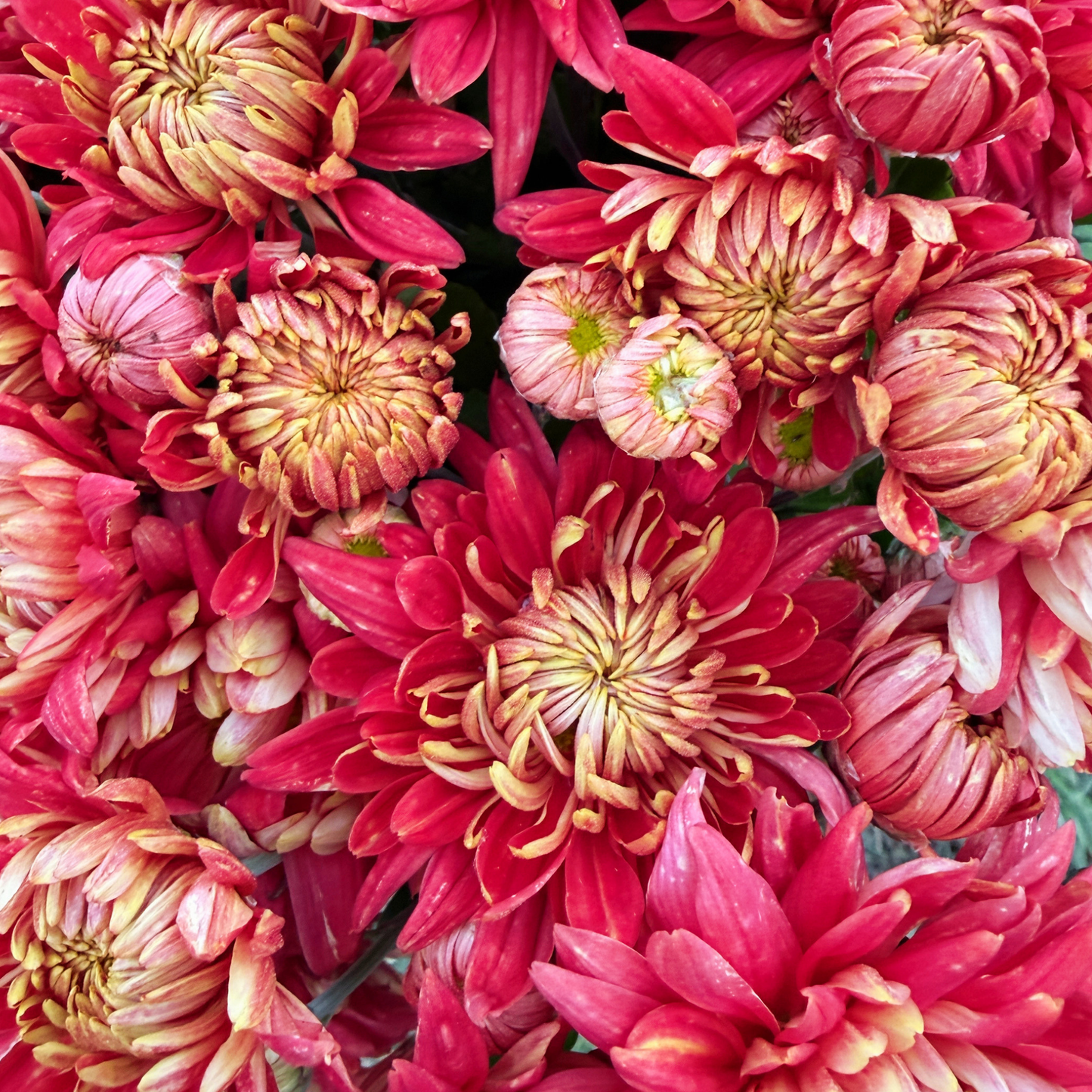 Crimson Tide Heirloom Chrysanthemum | South Africa - Love Dahlias - south - africa - flower - bulbs