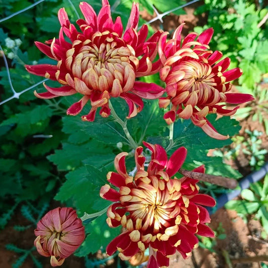 Crimson Tide Heirloom Mum 4 pack - Love Dahlias - south - africa - flower - bulbs