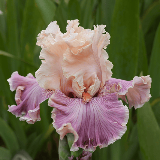 Cross My Heart Bearded Iris (Coming in 2028) - Love Dahlias-south-africa-flower-bulbs