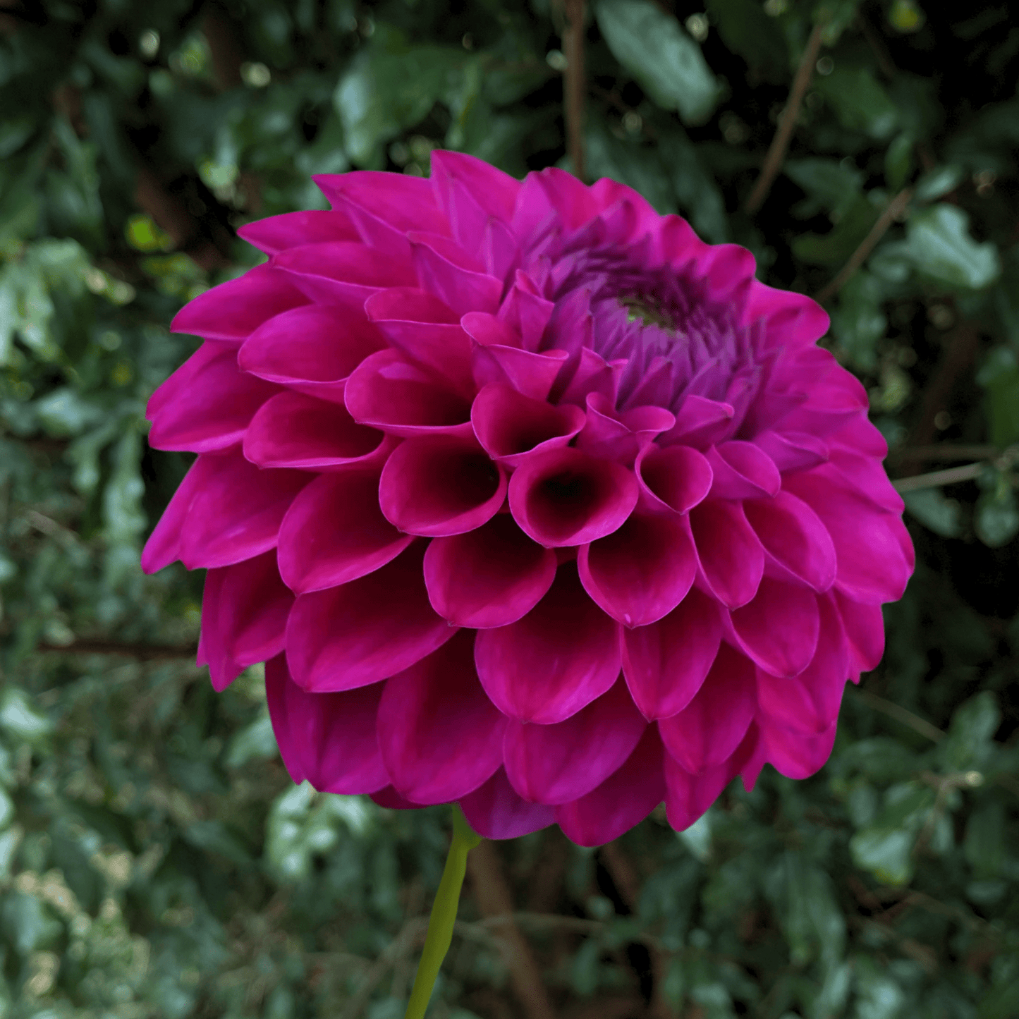 Cryfield Harmony Dahlia Tuber | South Africa - Love Dahlias - south - africa - flower - bulbs