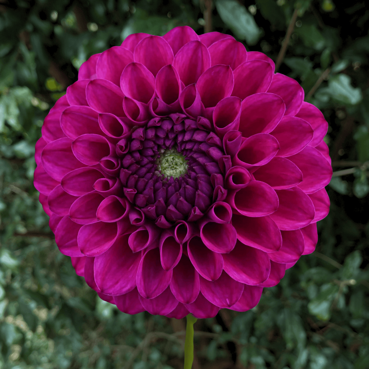 Cryfield Harmony Dahlia Tuber | South Africa - Love Dahlias - south - africa - flower - bulbs