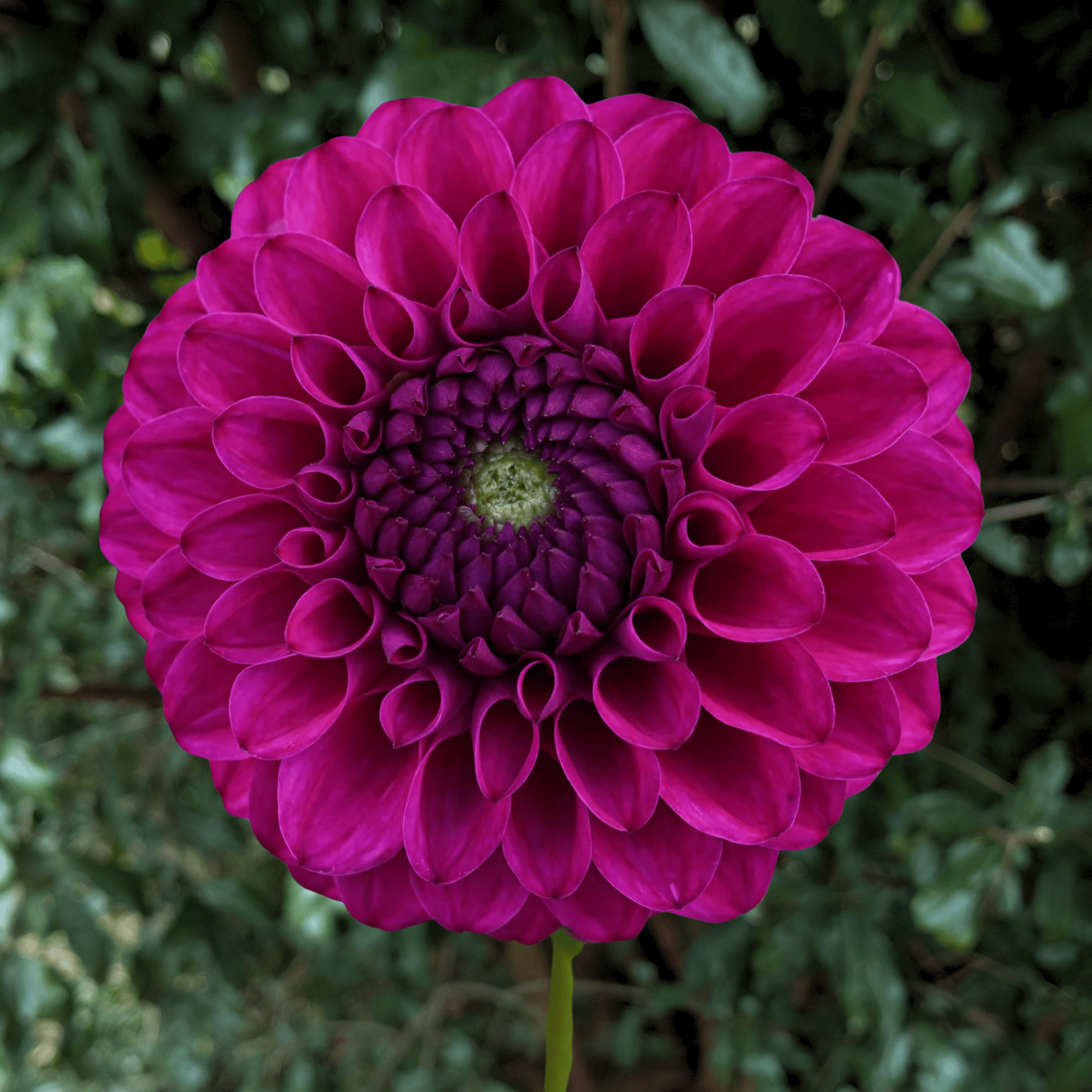 Cryfield Harmony Dahlia Tuber | South Africa - Love Dahlias - south - africa - flower - bulbs