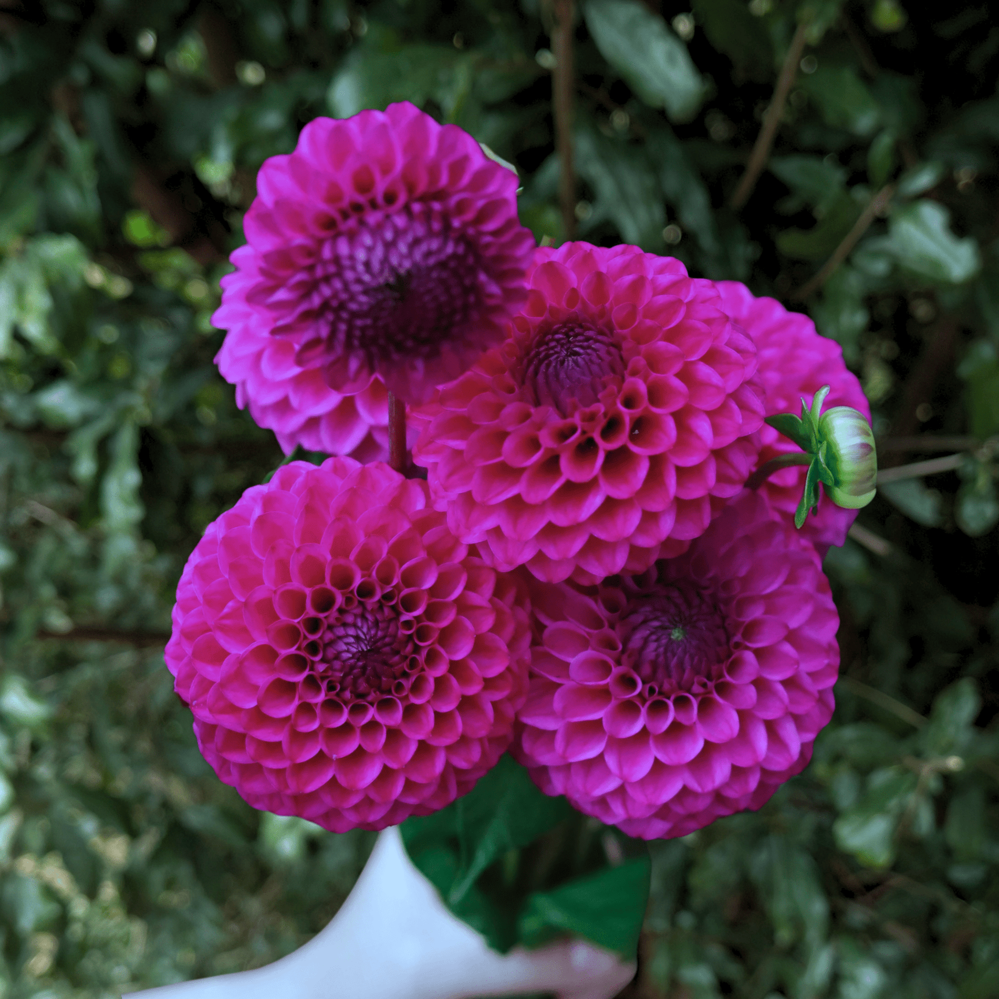 Cryfield Harmony Dahlia Tuber | South Africa - Love Dahlias - south - africa - flower - bulbs