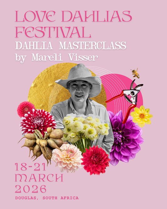 Dahlia Master Class - Mareli from Love Dahlias - Love Dahlias - south - africa - flower - bulbs