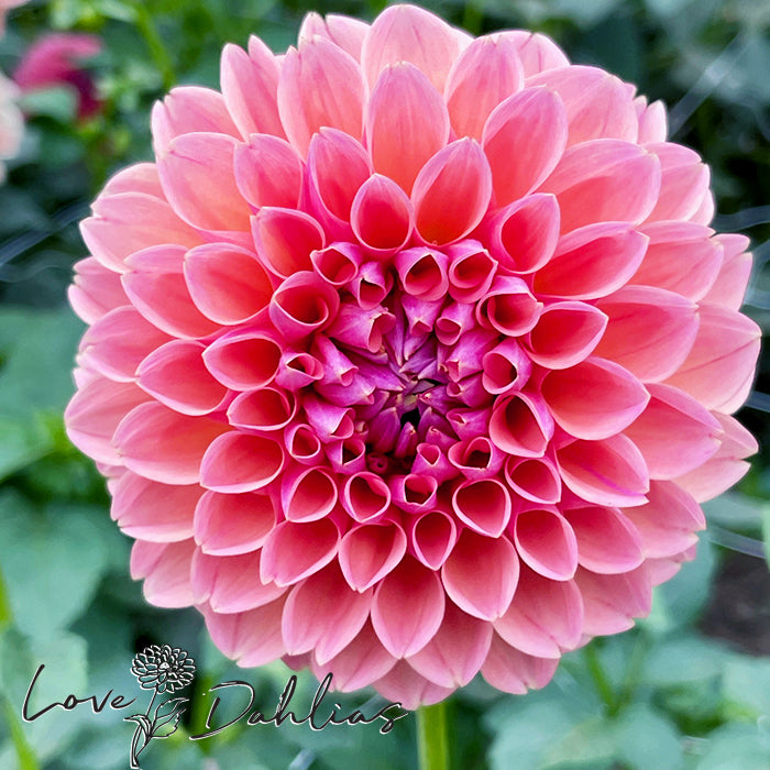 Love Dahlias Dahlia Tubers Bulbs South Africa Linda's Baby