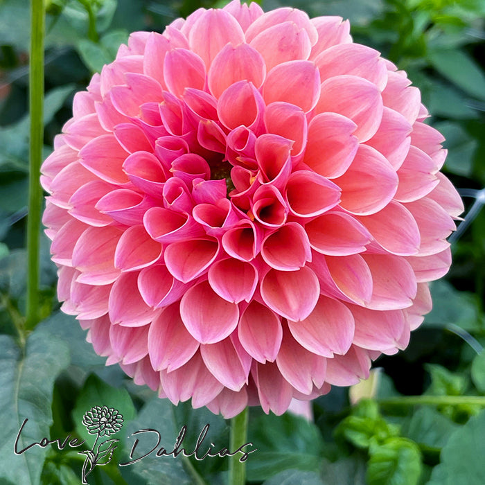 Love Dahlias Dahlia Tubers Bulbs South Africa Linda's Baby