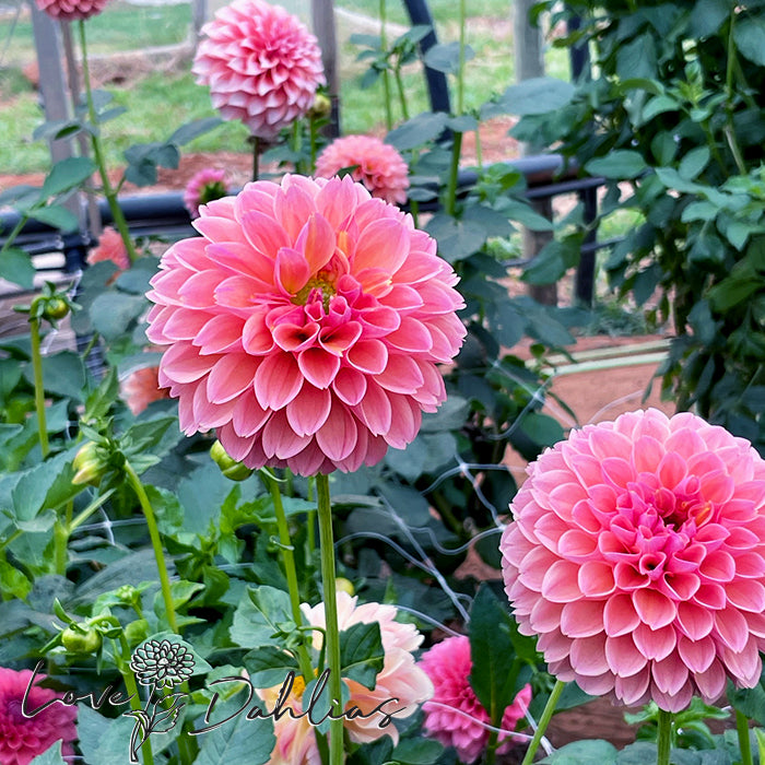 Love Dahlias Dahlia Tubers Bulbs South Africa Linda's Baby