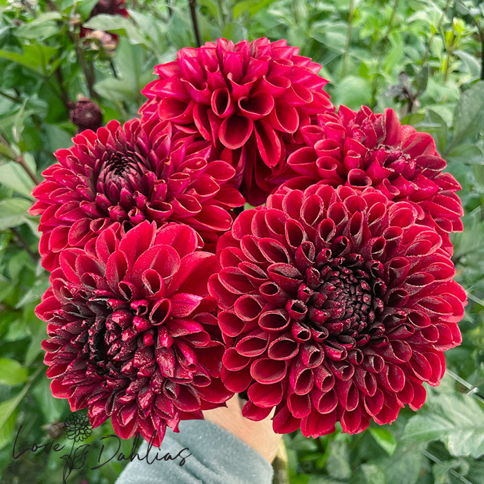 Love Dahlias Dahlia Tubers Bulbs South Africa Baccara