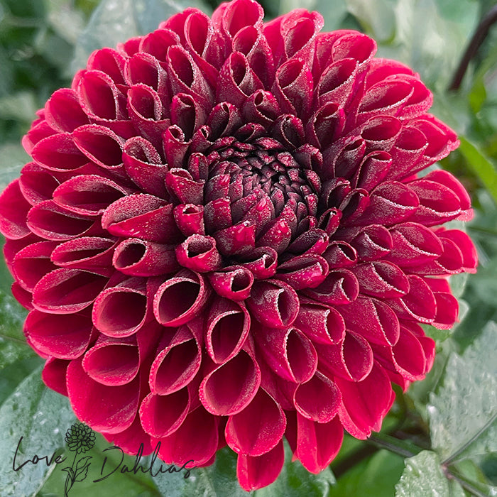 Love Dahlias Dahlia Tubers Bulbs South Africa Baccara