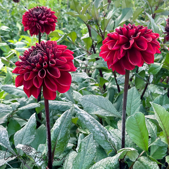 Love Dahlias Dahlia Tubers Bulbs South Africa Baccara