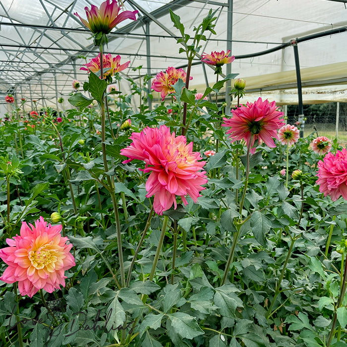 Love Dahlias Dahlia Tubers Bulbs South Africa Dumpster