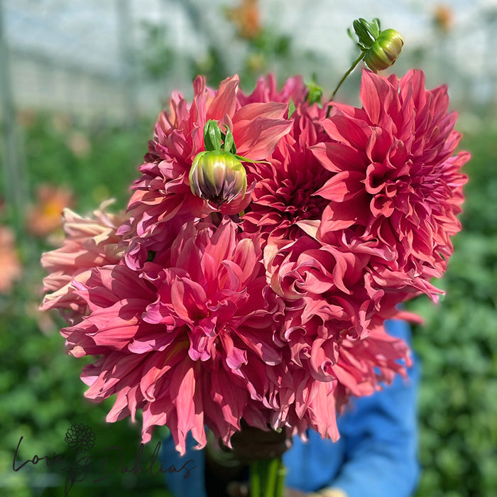 Love Dahlias Dahlia Tubers Bulbs South Africa Belle of Barmera