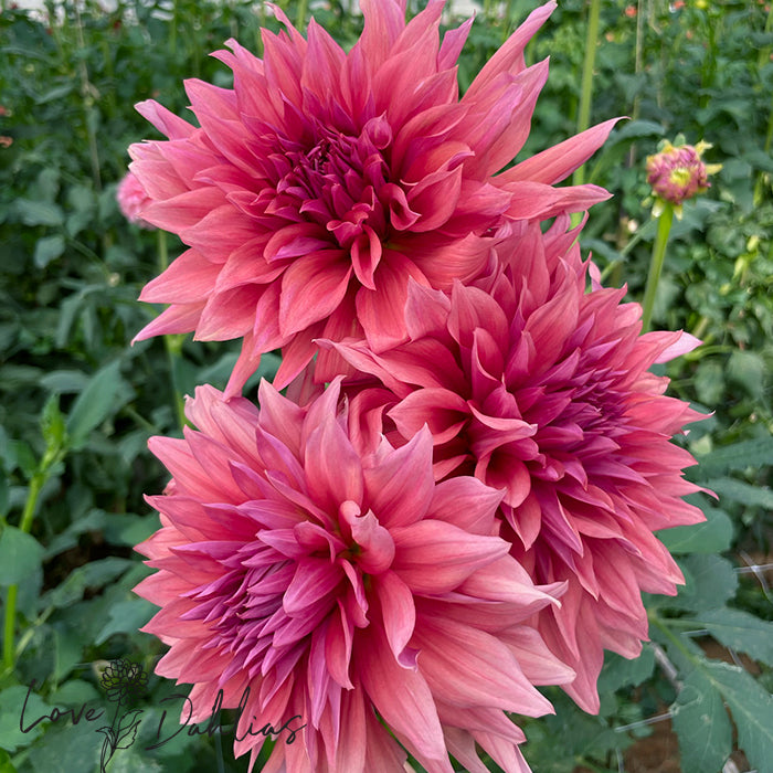 Love Dahlias Dahlia Tubers Bulbs South Africa Belle of Barmera 