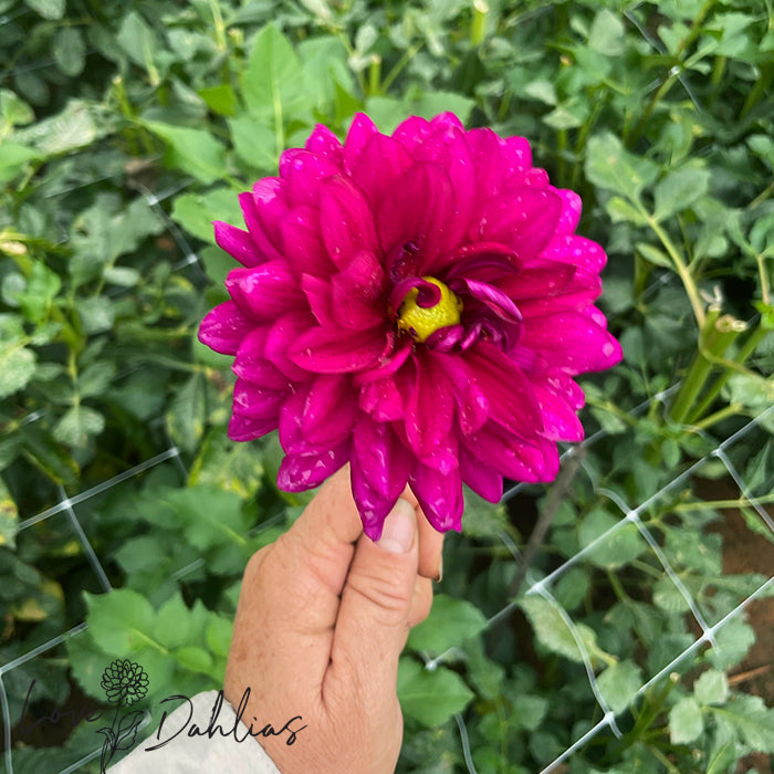 Love Dahlias Dahlia Tubers Bulbs South Africa Berner Oberland