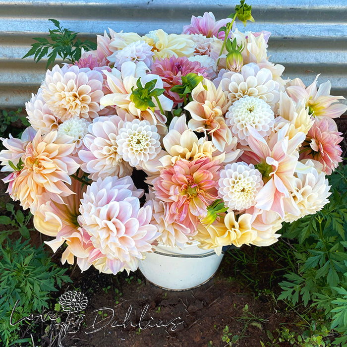 Love Dahlias Dahlia Tubers Bulbs South Africa Blissful Blush Collection 