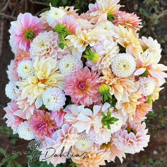 Love Dahlias Dahlia Tubers Bulbs South Africa Blissful Blush Collection 