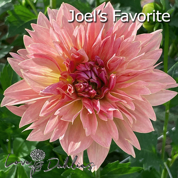 Love Dahlias Dahlia Tubers Bulbs South Africa Blissful Blush Collection 