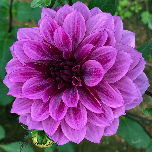 Love Dahlias Dahlia Tubers Bulbs South Africa Blue Bell
