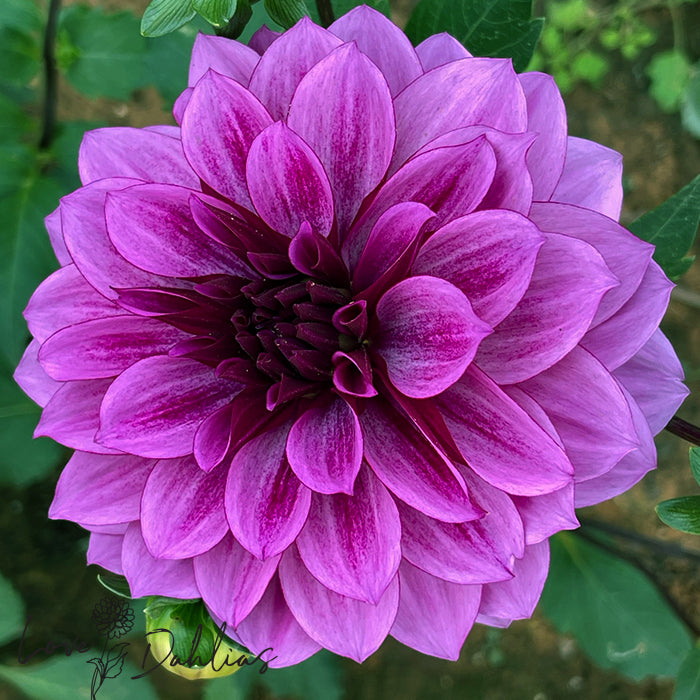 Love Dahlias Dahlia Tubers Bulbs South Africa Blue Bell 