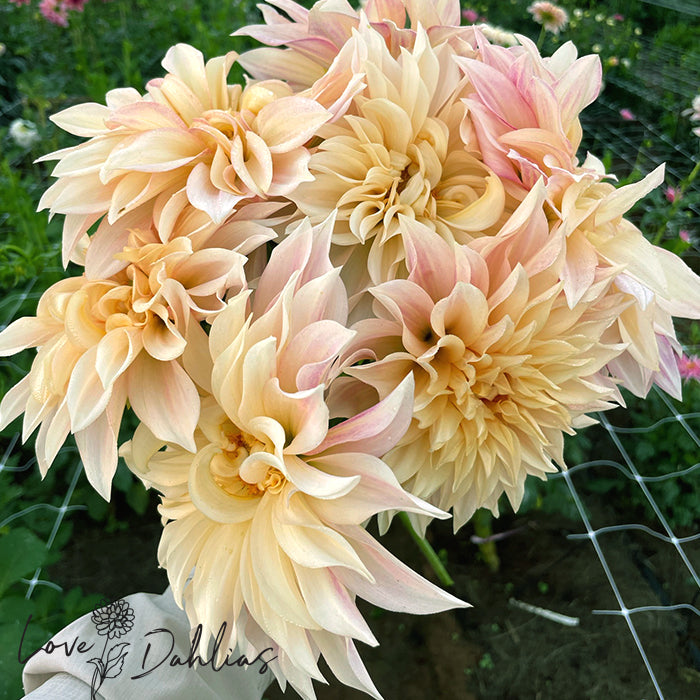 Love Dahlias Dahlia Tubers Bulbs South Africa Cafe au Lait