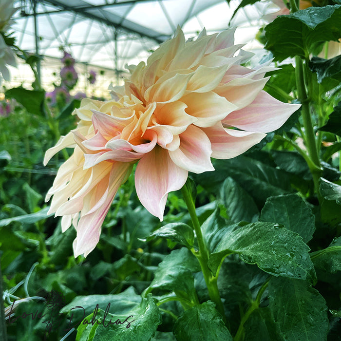 Love Dahlias Dahlia Tubers Bulbs South Africa Cafe au Lait