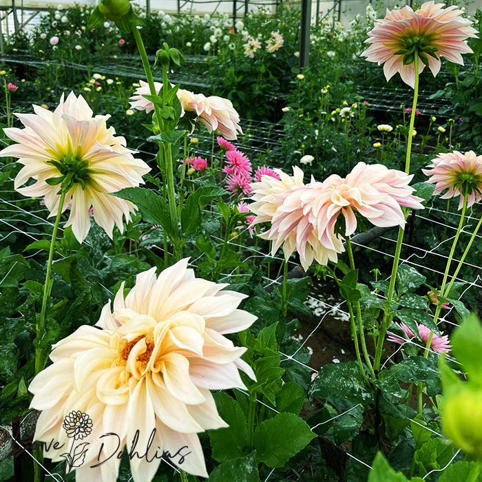 Love Dahlias Dahlia Tubers Bulbs South Africa Cafe au Lait