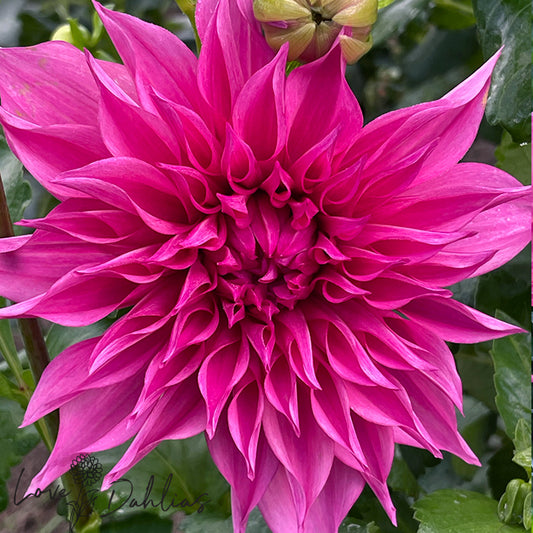 Love Dahlias Dahlia Tubers Bulbs South Africa Cafe au Lait Rose