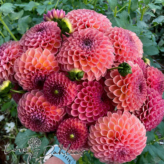 Love Dahlias Dahlia Tubers Bulbs South Africa Caitlin's Joy