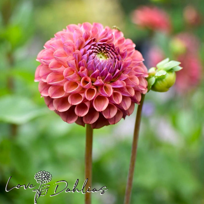 Love Dahlias Dahlia Tubers Bulbs South Africa Caitlin's Joy