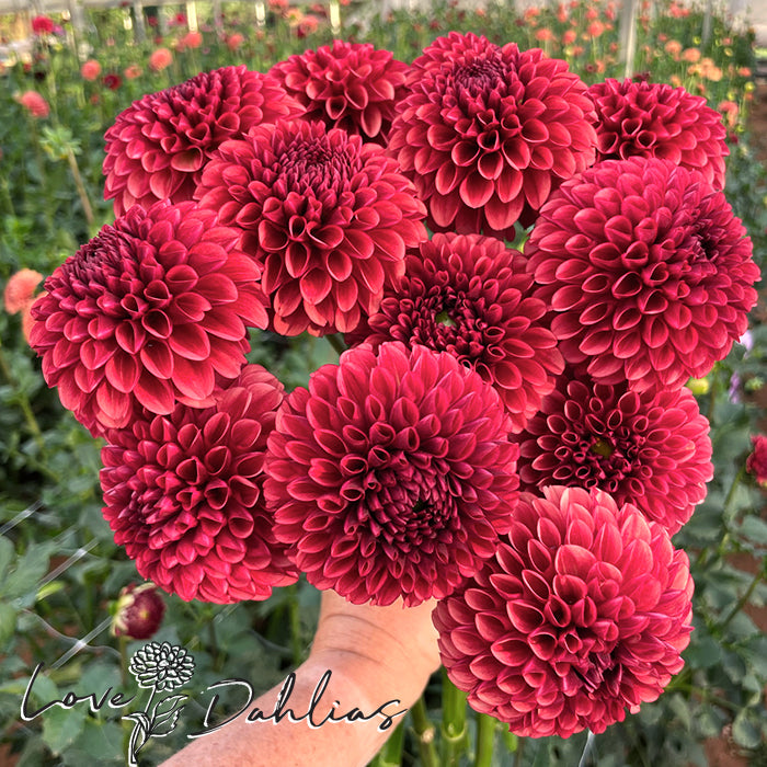 Copper Boy Dahlia Tuber (1 tuber) – Love Dahlias