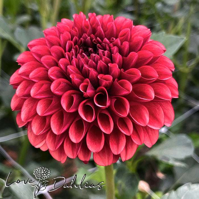 Love Dahlias Dahlia Tubers Bulbs South Africa Copper Boy