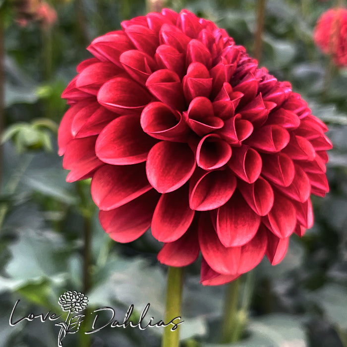 Love Dahlias Dahlia Tubers Bulbs South Africa Copper Boy