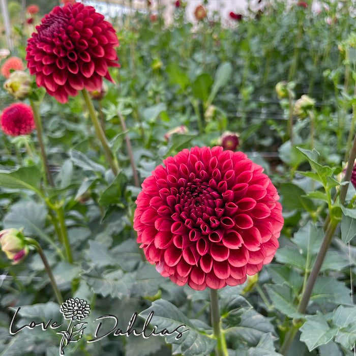 Love Dahlias Dahlia Tubers Bulbs South Africa Copper Boy