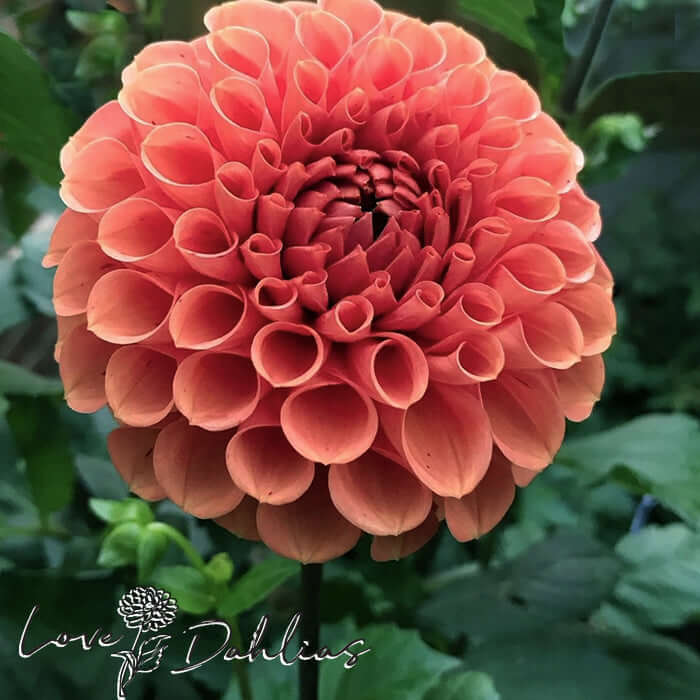 Love Dahlias Dahlia Tubers Bulbs South Africa Cornel Bronze