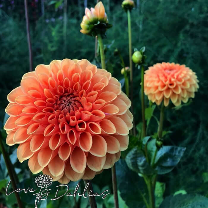 Love Dahlias Dahlia Tubers Bulbs South Africa Cornel Bronze