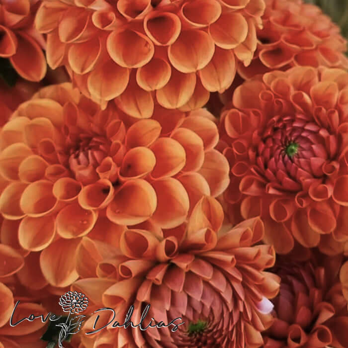 Love Dahlias Dahlia Tubers Bulbs South Africa Cornel Red and Bronze