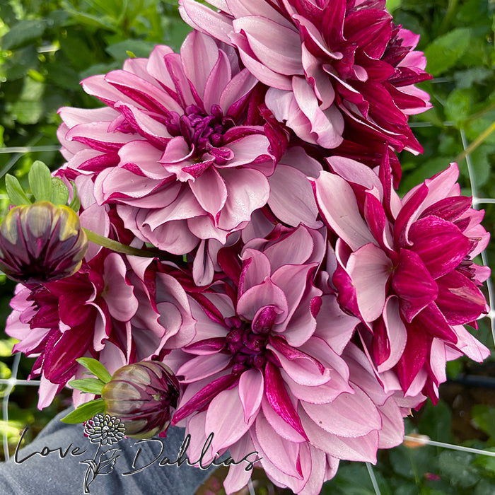 Love Dahlias Dahlia Tubers Bulbs South Africa Crème de Cassis 