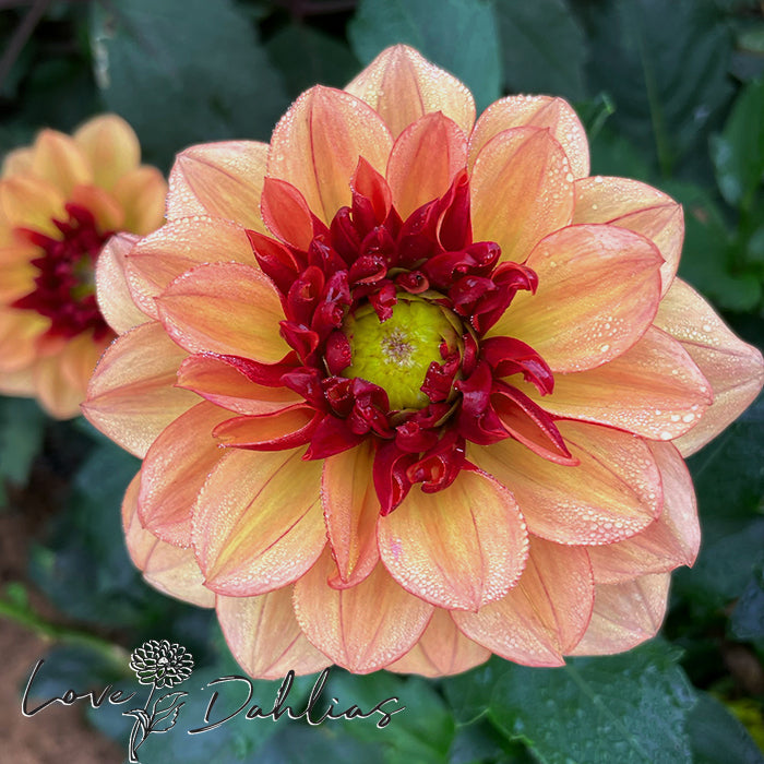 Love Dahlias Dahlia Tubers Bulbs South Africa Crème de Cognac