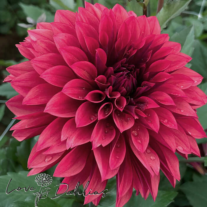 Love Dahlias Dahlia Tubers Bulbs South Africa Danique