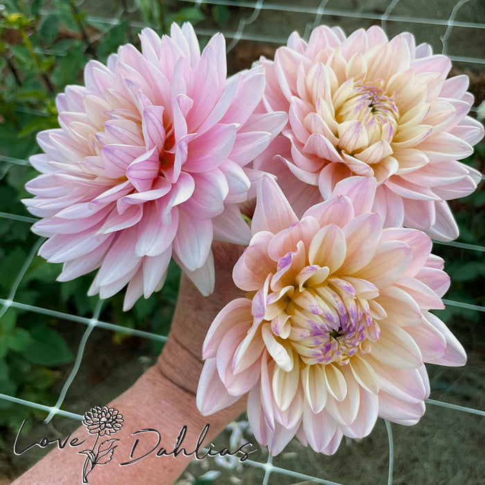 Diana's Memory Dahlia Tuber (1 tuber) – Love Dahlias