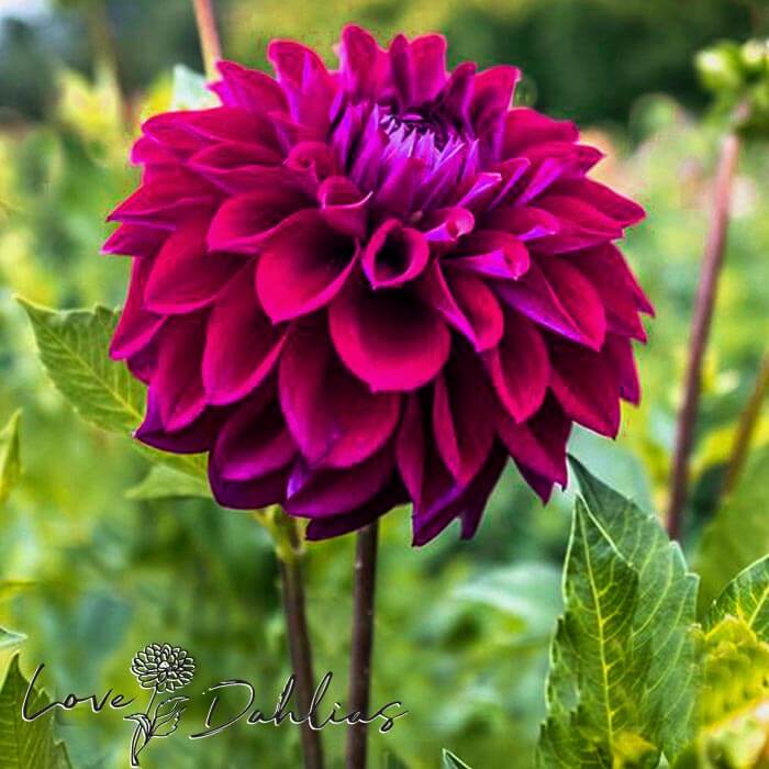 Love Dahlias Dahlia Tubers Bulbs South Africa Diva