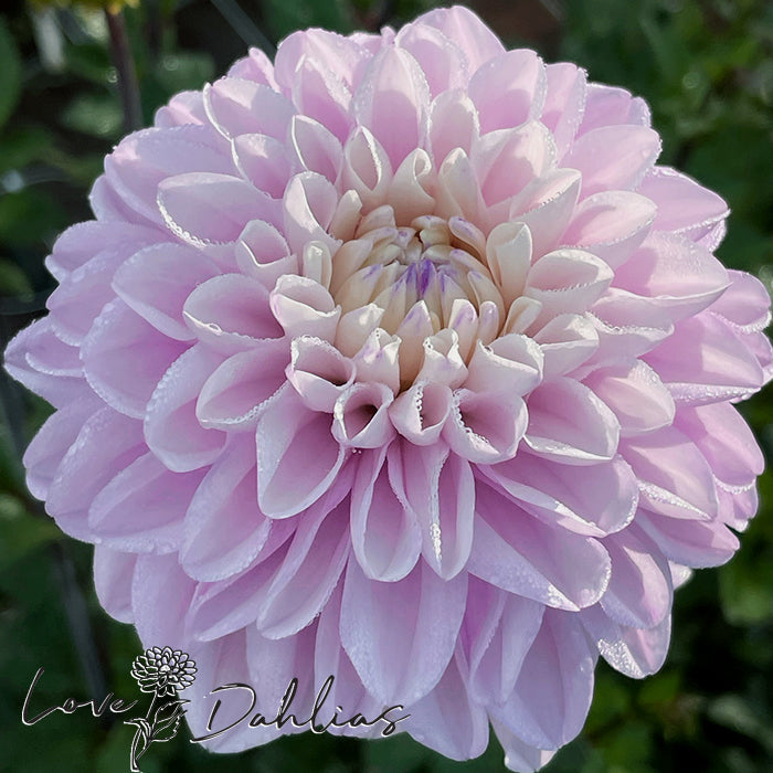 Love Dahlias Dahlia Tubers Bulbs South Africa Espacio