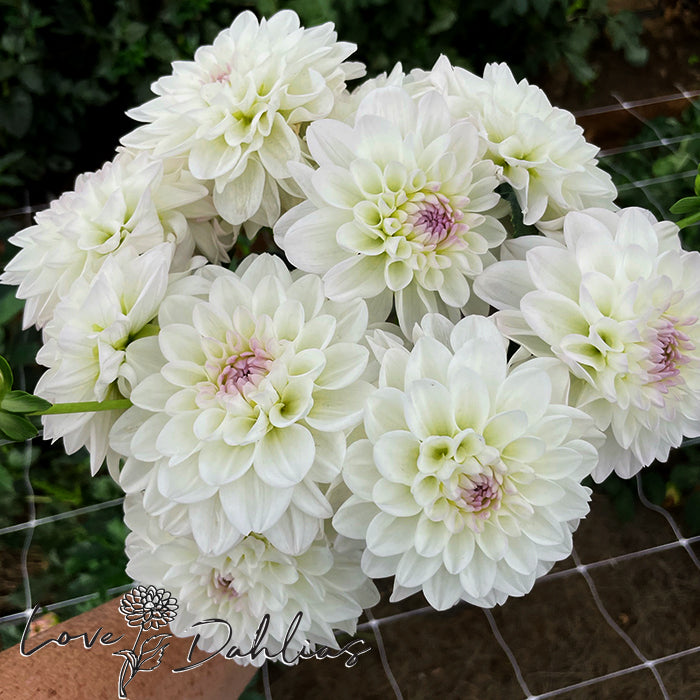 Love Dahlias Dahlia Tubers Bulbs South Africa Eveline