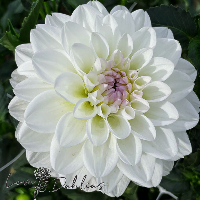 Love Dahlias Dahlia Tubers Bulbs South Africa Eveline